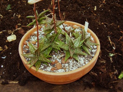 Aloe jucunda.JPG