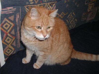Gafi 25.3.09 1.jpg