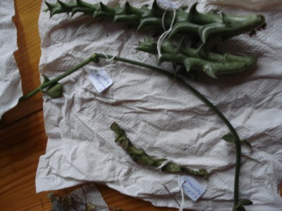 November 2009 058.jpg