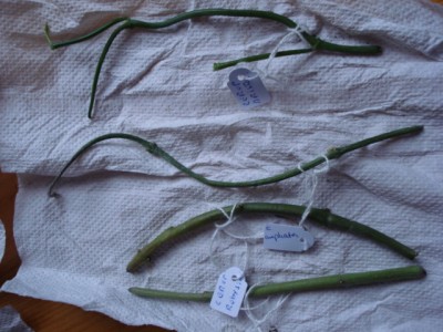 November 2009 057.jpg