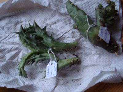 November 2009 056.jpg