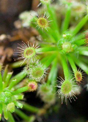 Drosera2_filtered_klein.jpg