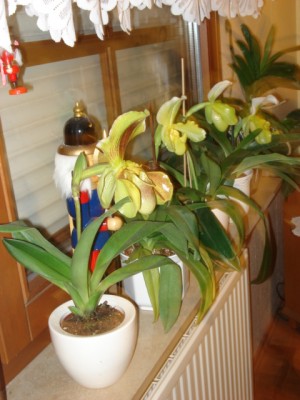 DSC08482.JPG