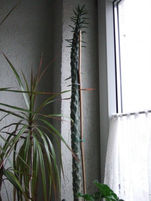 DSCF9934.JPG
