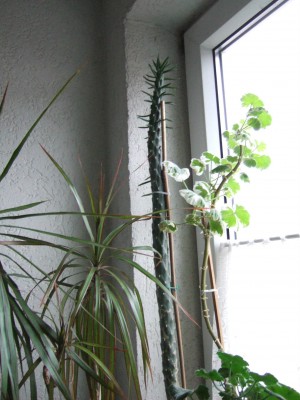 DSCF9933.JPG