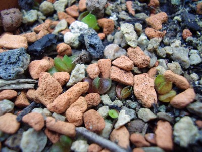 Haworthia-Sämlinge.JPG