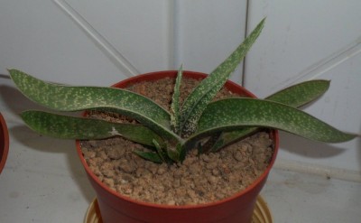 Hirschzunge (Gasteria verrucosa).jpg