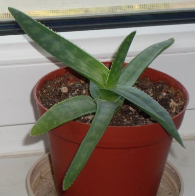 Aloe saponaria.jpg