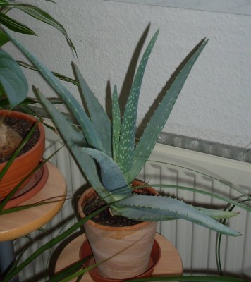 Aloe Vera.jpg