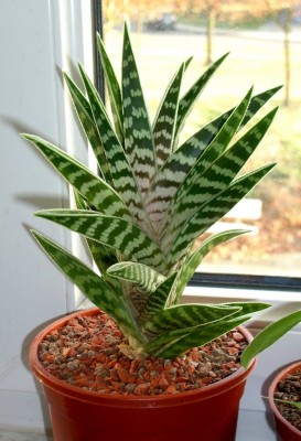 Tigeraloe (Aloe variegata).jpg