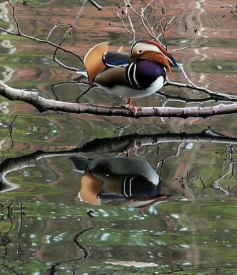 2009-11-25 288klein.jpg