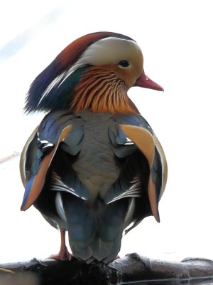 2009-11-25 224aklein.jpg