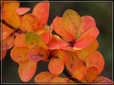 2009-11-25 203klein.jpg