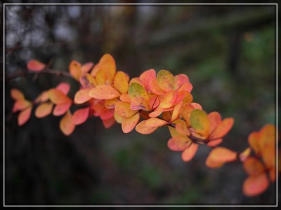 2009-11-25 193klein.jpg