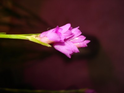 November 2009 071.jpg