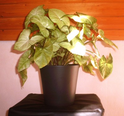 PICT0004.JPG
