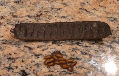 samen afrika 003.JPG