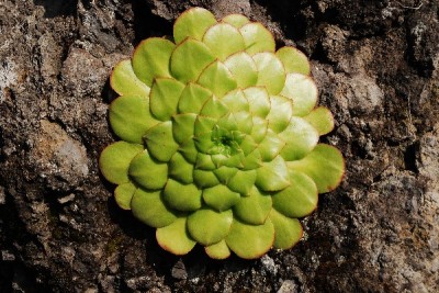 Web Madeira2007 (435).jpg