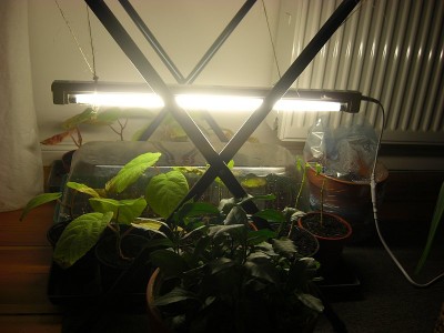 Pflanzenlampe4.JPG