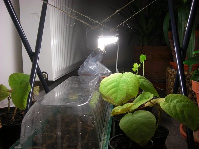 Pflanzenlampe3.JPG