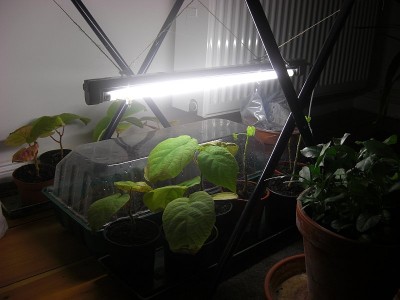 Pflanzenlampe2.JPG