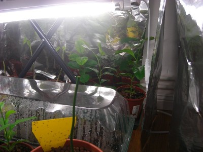 Pflanzenlampe 2009.11.28 4.JPG