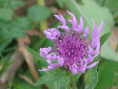 Blumen.JPG