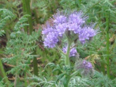 Blume1.JPG