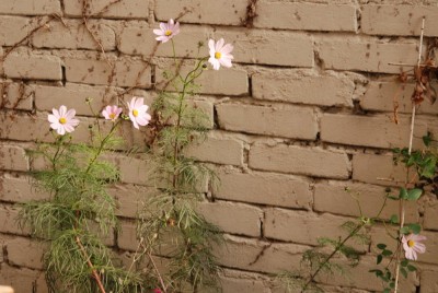 DSC_8083_1.JPG