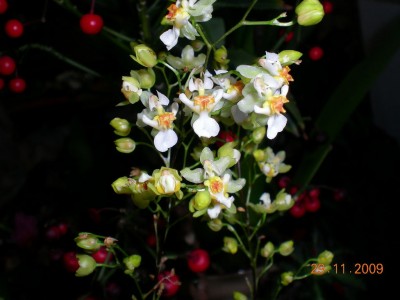 DSCN60910001.JPG