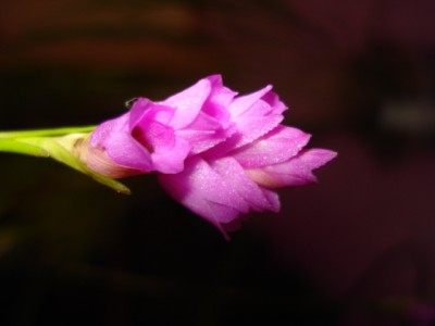 November 2009 072.jpg