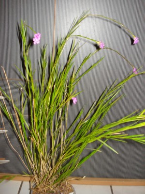 November 2009 077.jpg