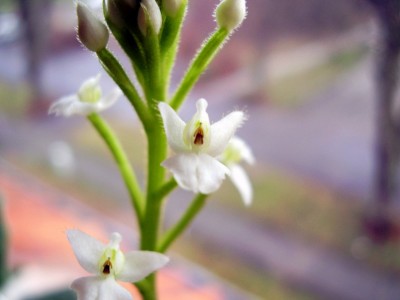 Ponthieva orchioides (2).JPG