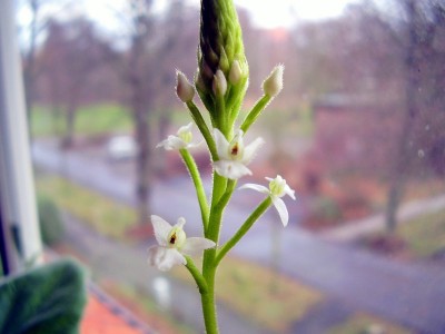 Ponthieva orchioides.JPG