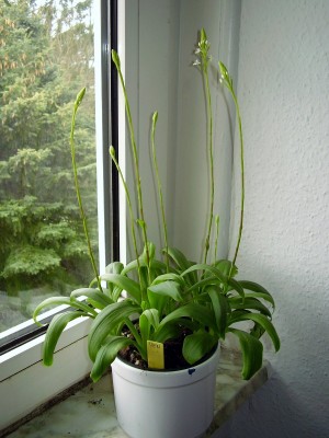 Ponthieva orchioides (3).JPG