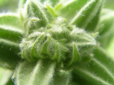 heutea 006.JPG