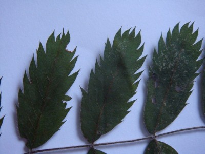 blatt2b.jpg