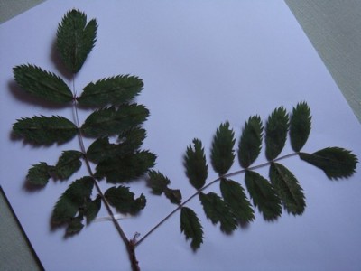 Blatt 2a.jpg