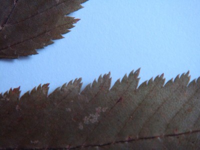 blatt1b.jpg