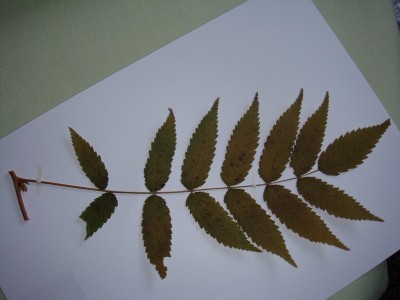 blatt1a.jpg