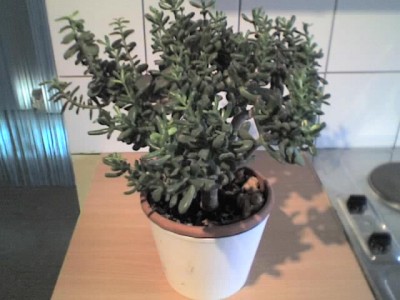 30-11-09_0924.jpg