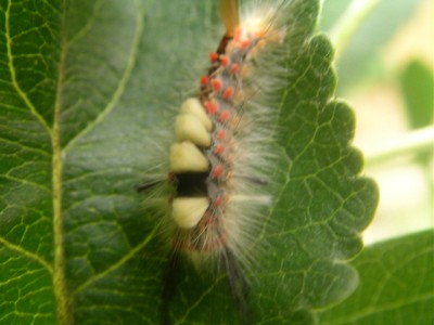 heutea 028.JPG
