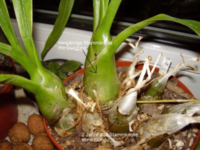 Eulophia andamanensis.JPG