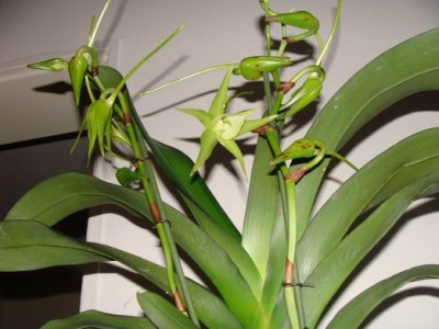 Meine Bilder die erste Blüte von Angraecum Veitchii 996a.jpg