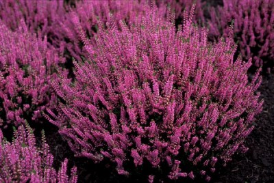 1863-calluna.jpg