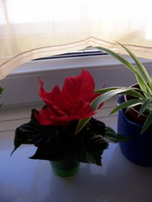 100_4445.JPG