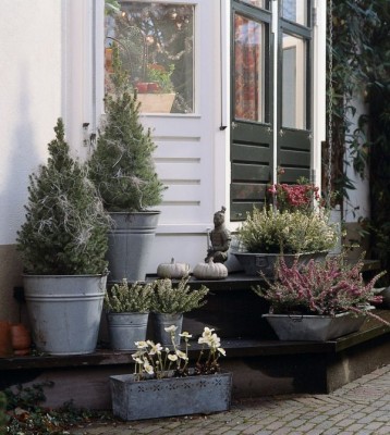 1931-gartenpflanzen-immergruen.jpg