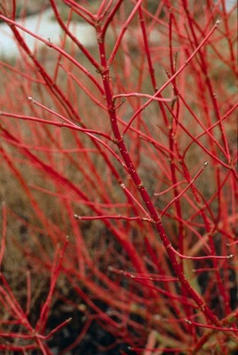 1931-sibierischer-hartriegel-cornus.jpg