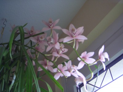 Cymbidium am 4.12.09 004.jpg