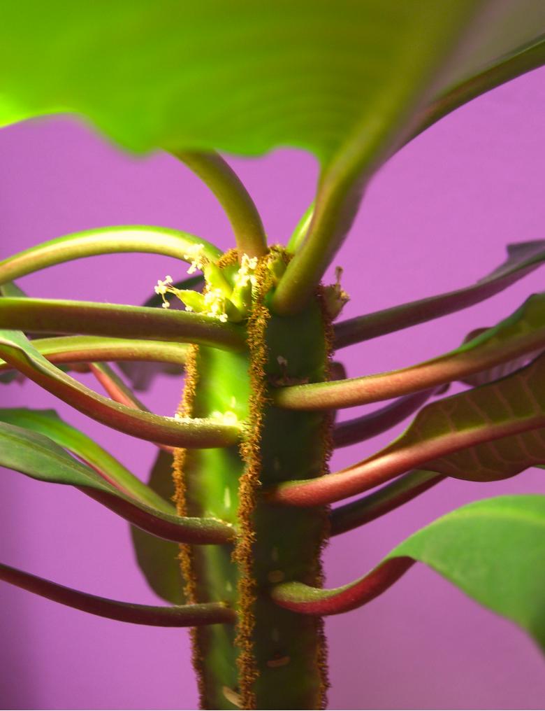 Euphorbia leuconeura - Madagascar Juwel - Euphorbiaceae · Pflanzenlexikon &  Steckbriefe · GREEN24 Pflanzen & Garten Forum